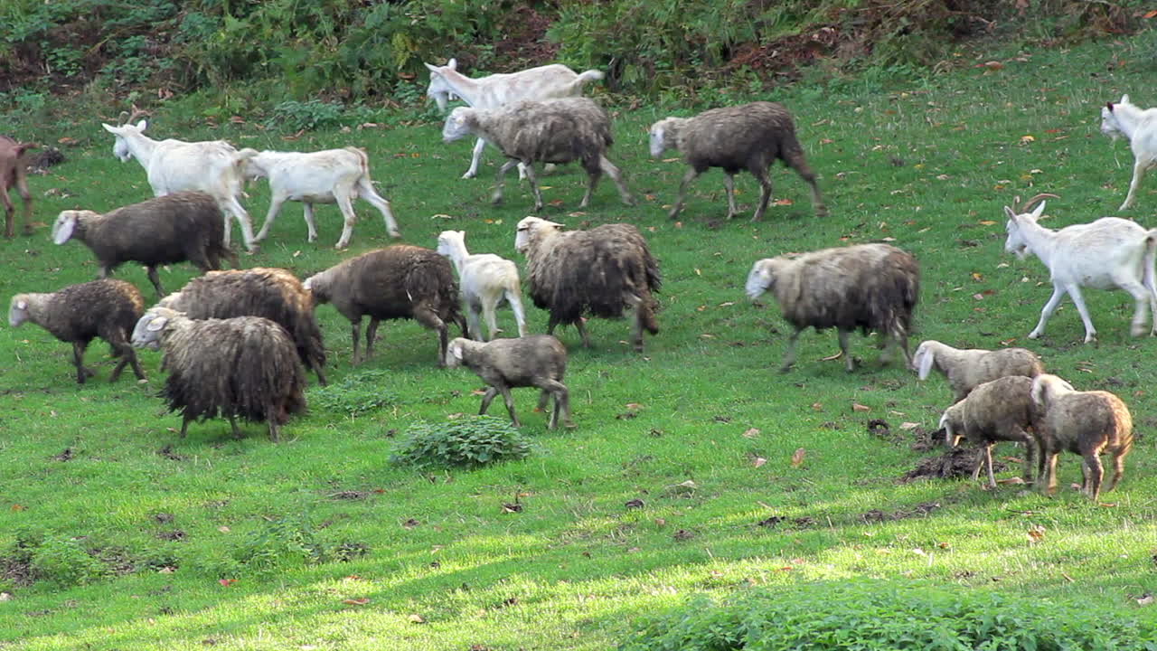 Flock of Sheep and Goats Grazing in a Green Field