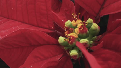 macro close up on the stamen and leaves of a poinsettia flower