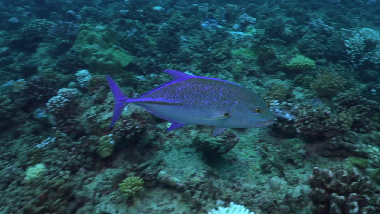 el trevally de aleta azul nadando cerca sobre el arrecife de coral en bora bora en la polinesia francesa