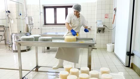 cheese maker rubbing cheese shape- cheese production