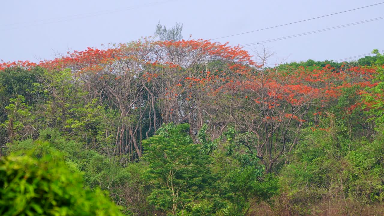 árbol de flor de naranja en el bosque verde vista de avión no tripulado