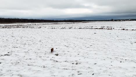 Zorro-Salvaje-Corriendo-Por-Un-Paisaje-Cubierto-De-Nieve