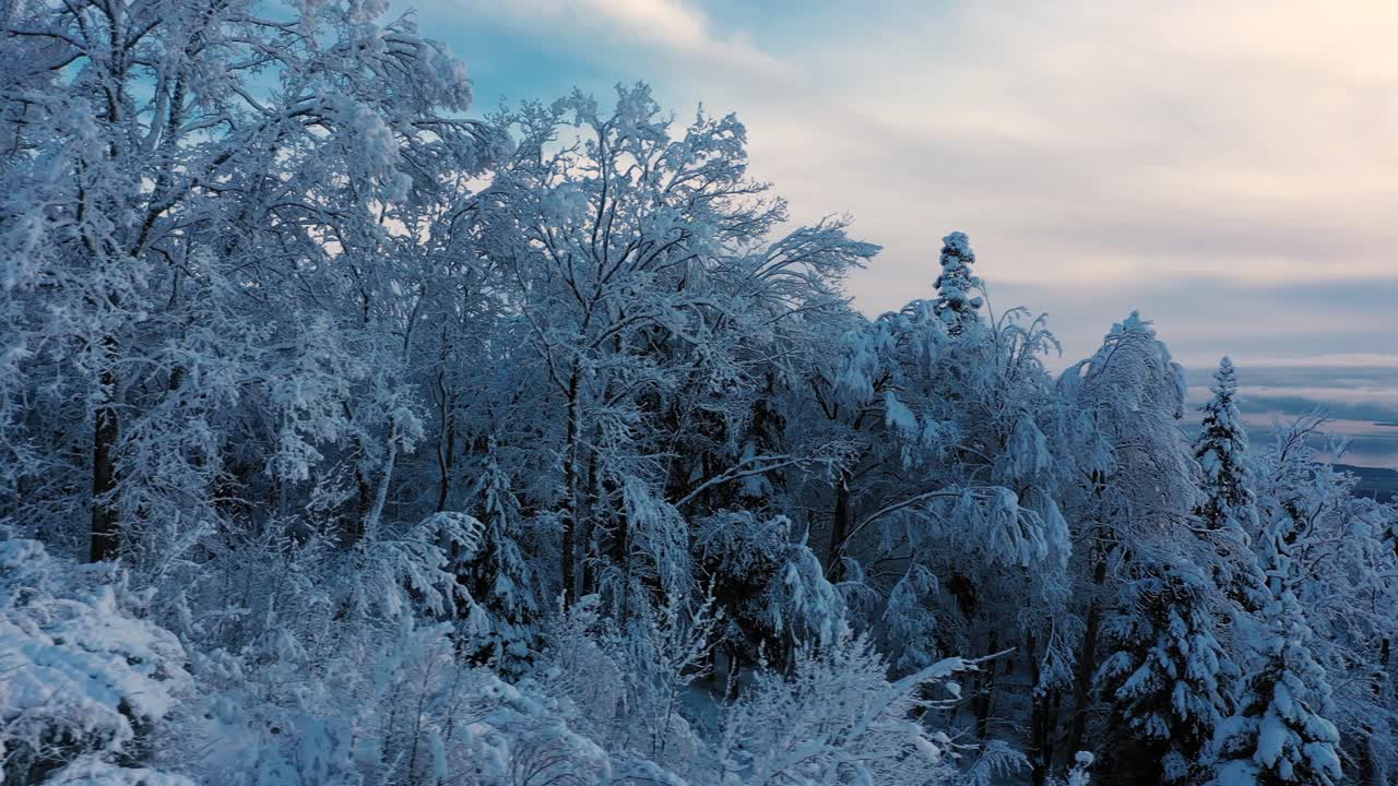 Fantastisk droneopptak over en snødekket skog