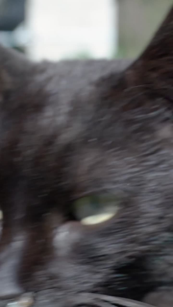 Black cat sitting in a park