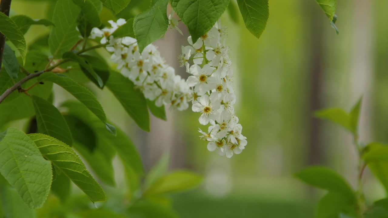가지 에 있는 봄 꽃 의 클로즈업