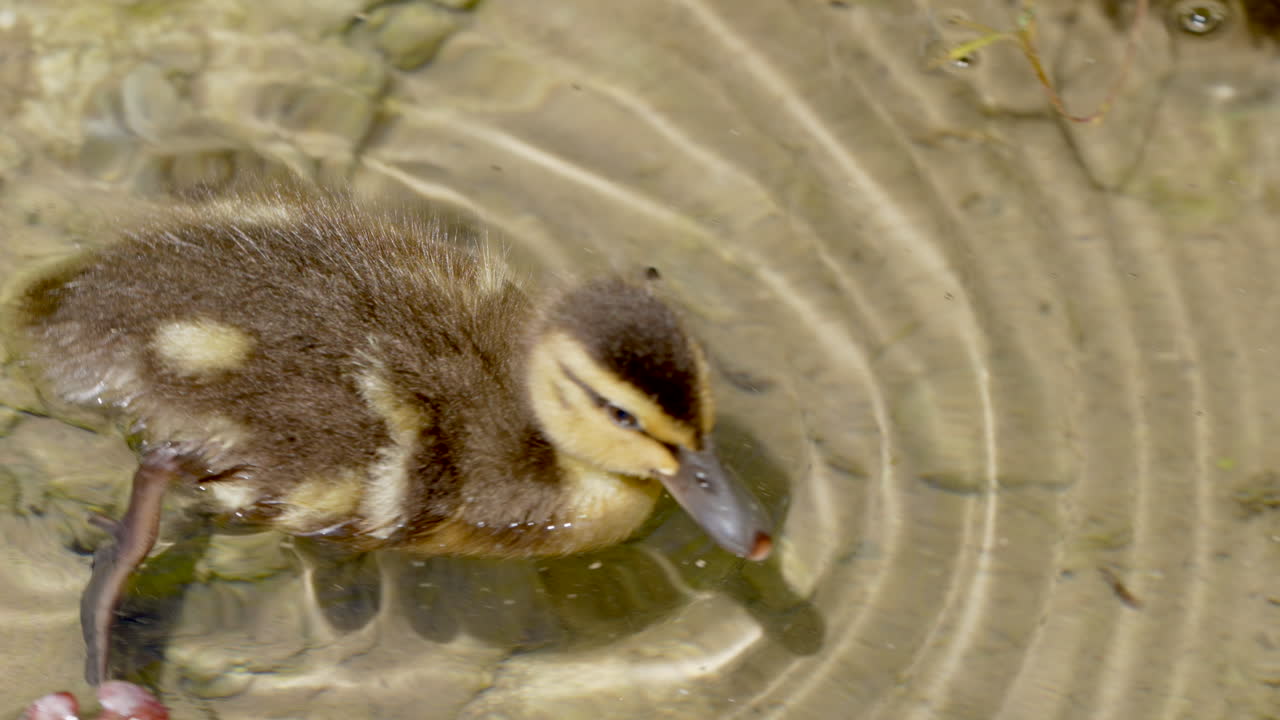 Primo piano di una simpatica piccola anatra che nuota nell'acqua limpida del lago in estate - ripresa 4K in slow motion