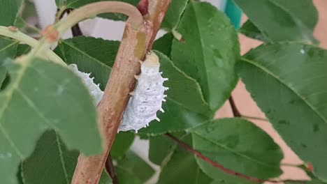 Primer-Plano-Estático-De-Una-Oruga-Blanca-Trepando-A-La-Rama-De-Un-árbol