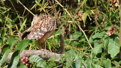 Buffy-Fish-Owl,-Ketupa-ketupu-seen-perched-on-a-branch-of-a-fruiting-tree-as-it-preens-its-left-wing-backside-then-looks-up,-Khao-Yai-National-Park,-Thailand