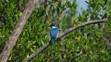 visto desde su espalda mirando hacia el bosque de manglares, pescador de cuello todiramphus chloris, tailandia