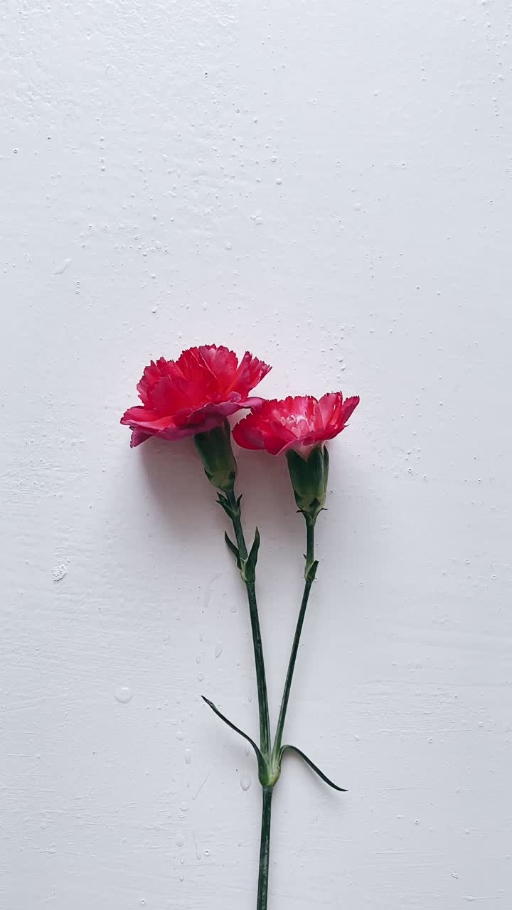 Red Carnations on White Background