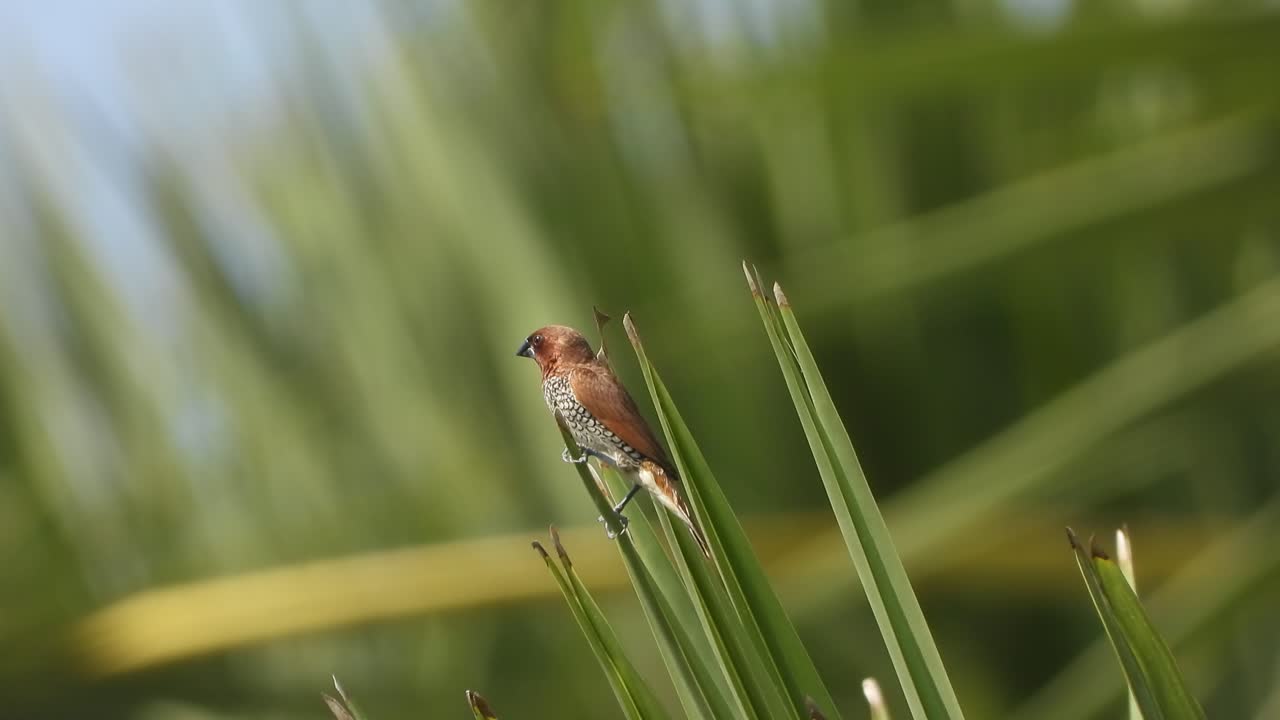 munia de cresta blanca en el árbol