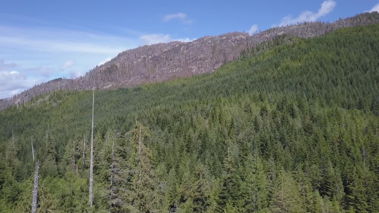 vuelo lento más allá de la cima de un árbol de montaña muerto