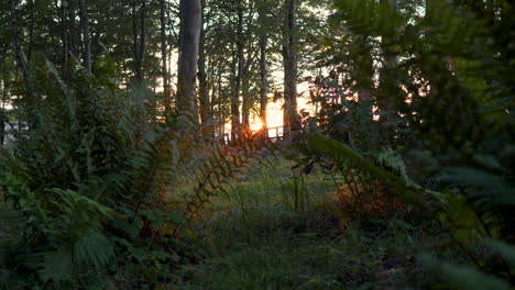 sunset in a forest