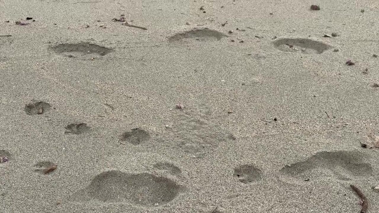 Impronte umane e di zampe di animali su spiaggia sabbiosa