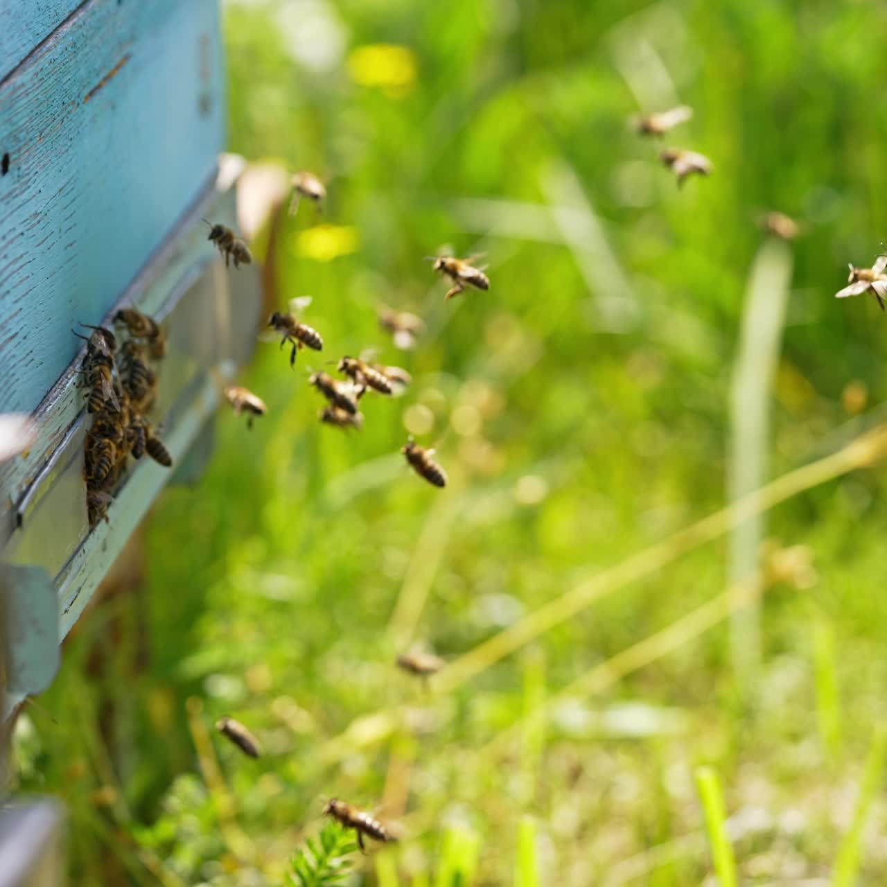 Busy bees coming back to their bee hive bringing nectar. Some insects hovering in the air. Green grass backdrop in blur