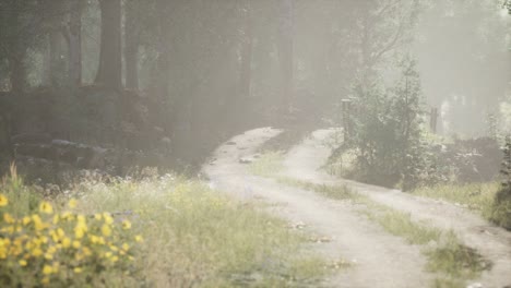 sunbeams entering coniferous stand on a misty summer morning