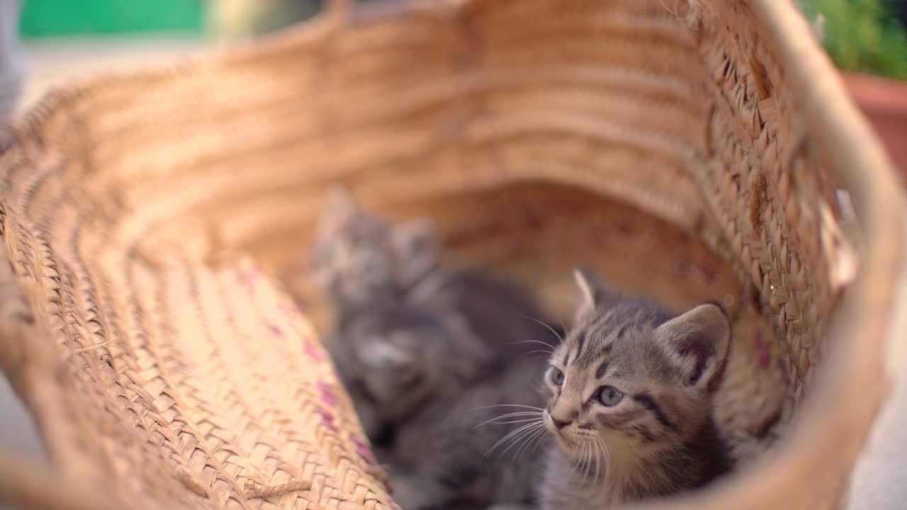 Adorables gatitos pequeños en una cesta aprendiendo a caminar al aire libre.