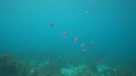 Seven-Caribbean-reef-squid-swim-above-a-Caribbean-reef