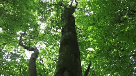 4k30p-drone-aerial-view-forest-tree-trunk-growth-going-up-to-sky-above