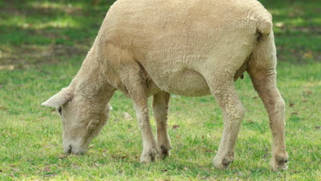 ovejas de wiltipoll pastando hierba en un prado cubierto de hierba - cámara lenta