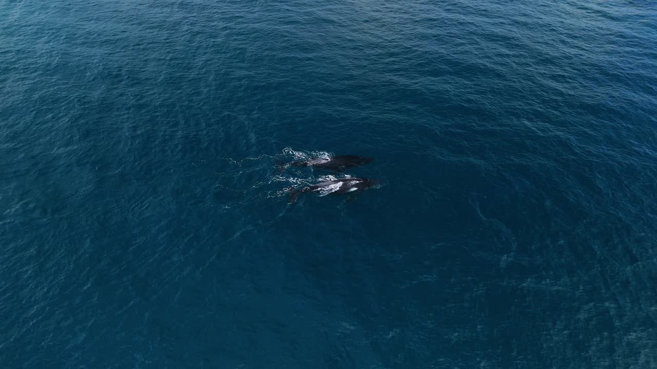 Aerial view of two humpback whales and their baby swimming through the waters in Margaret River, Western Australia