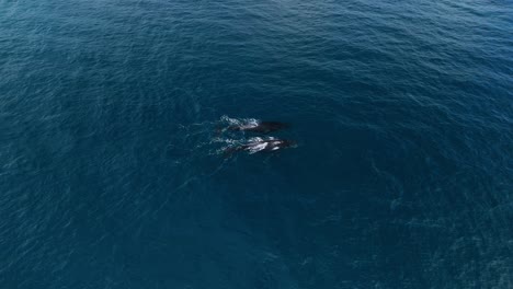 aerial view of two humpback whales and their baby swimming through the waters in margaret river, western australia