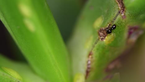 tiny ants of the brachymyrmex genus feed from liquid secreted by cochineals on a succulent plant