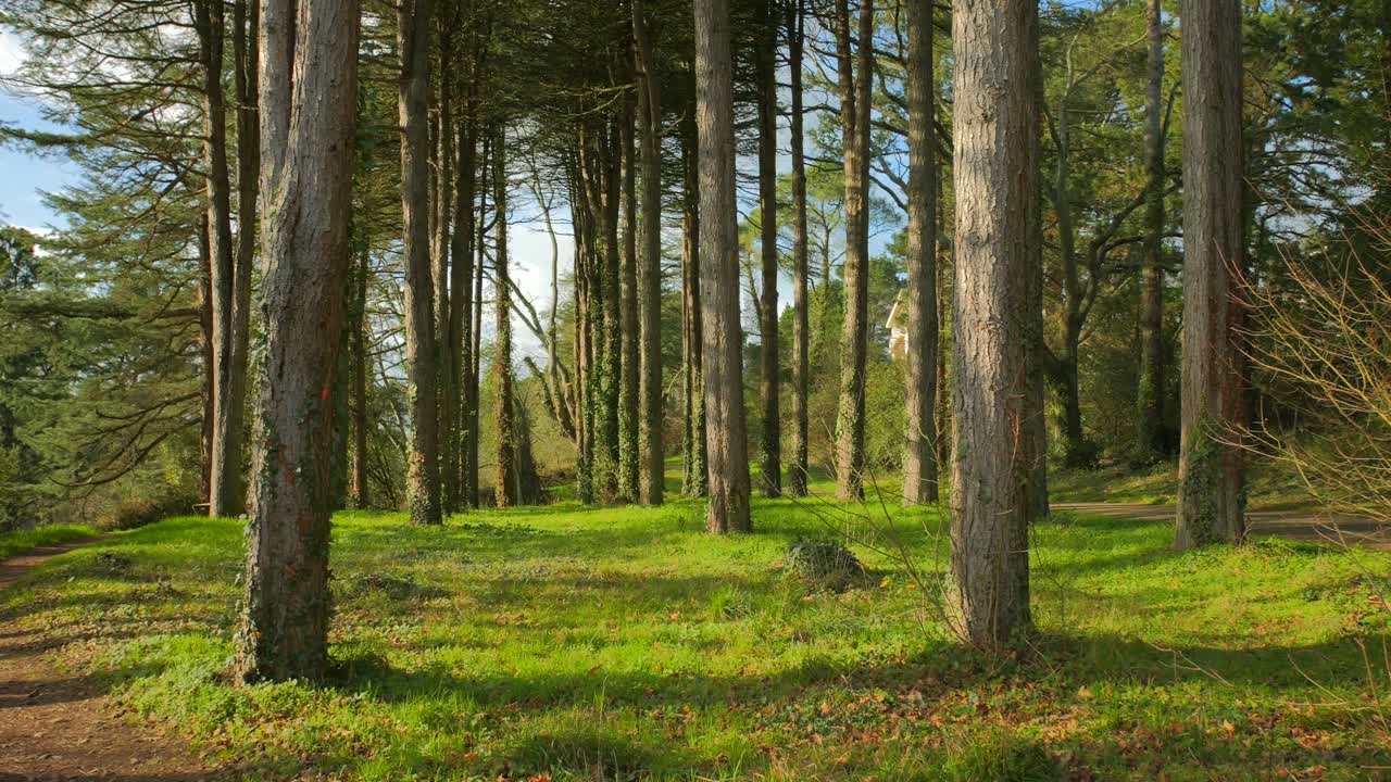 Paesaggio naturale tranquillo al Parco Saint Nicolas con la luce del sole sugli alberi fitti ad Angers, Francia