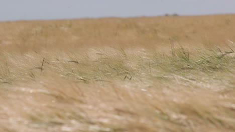 golden wheat grain agriculture field close up