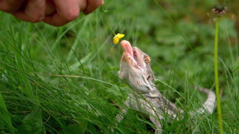 lagarto comiendo una flor amarilla