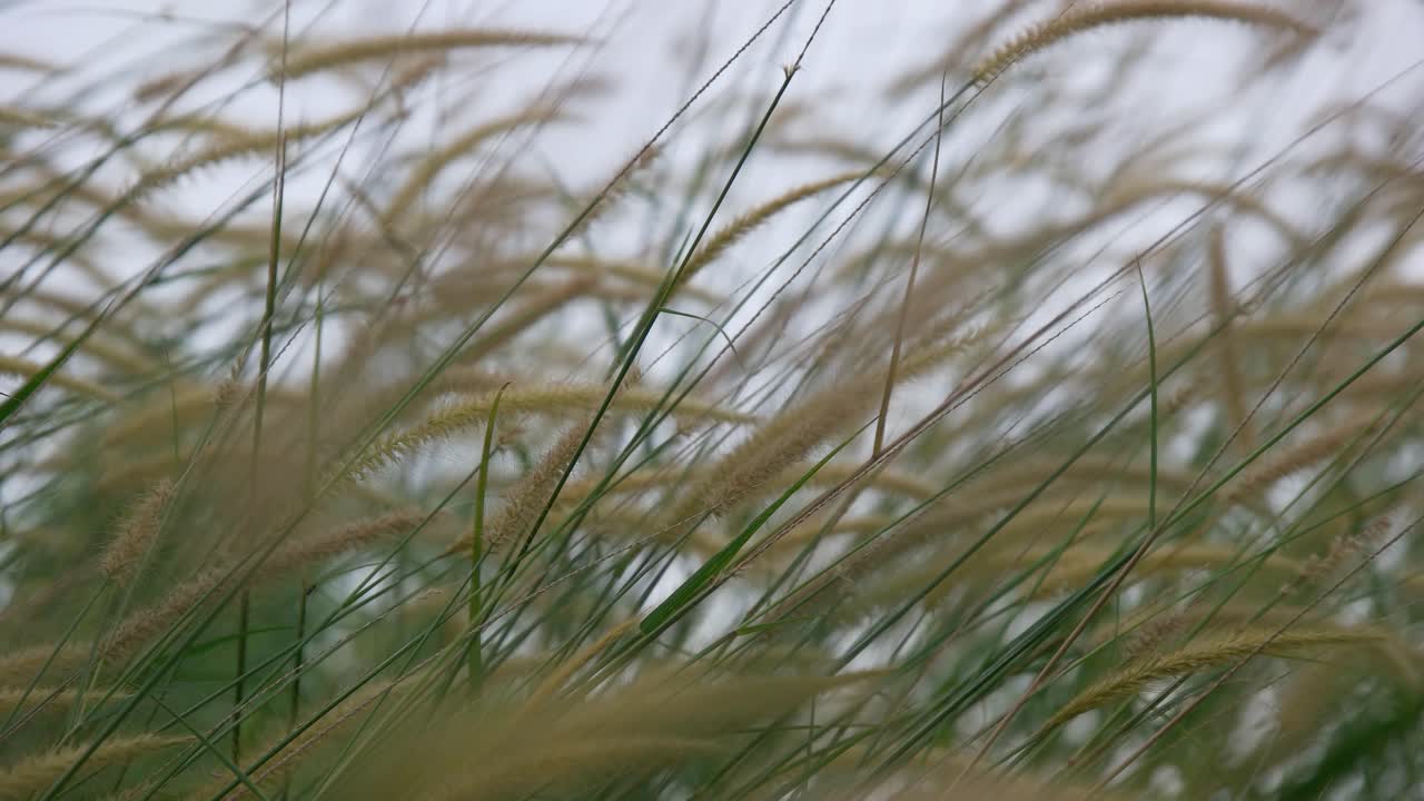 낮에는 바람에 4k 갈대 풀