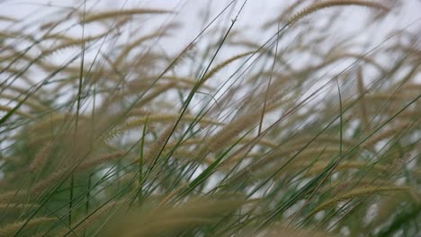 4k reed grass in the wind during the day