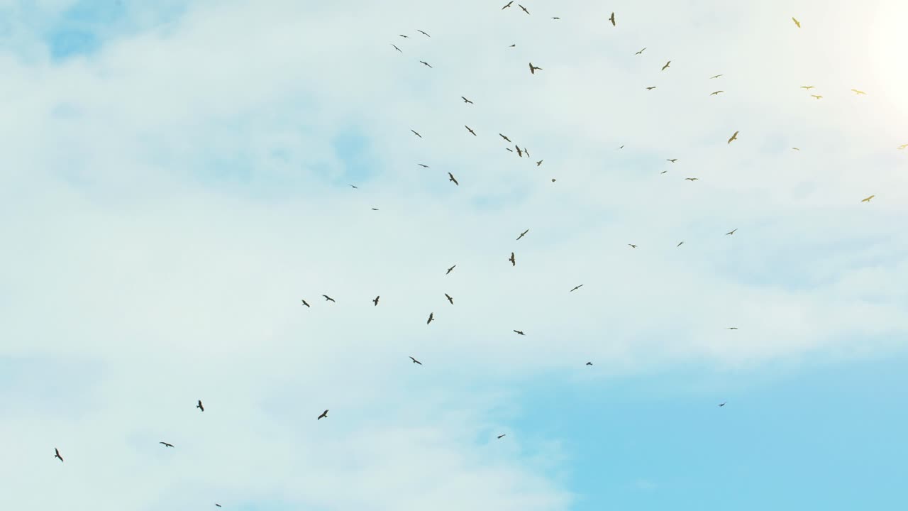 Birds Soaring in a Cloudy Sky