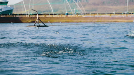 el salmón atlántico salta fuera del agua mientras el tubo de alimentación giratorio arroja pellets de alimento al corral