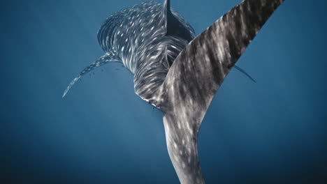 closeup of light sparkling across tail fin of whale shark view from behind