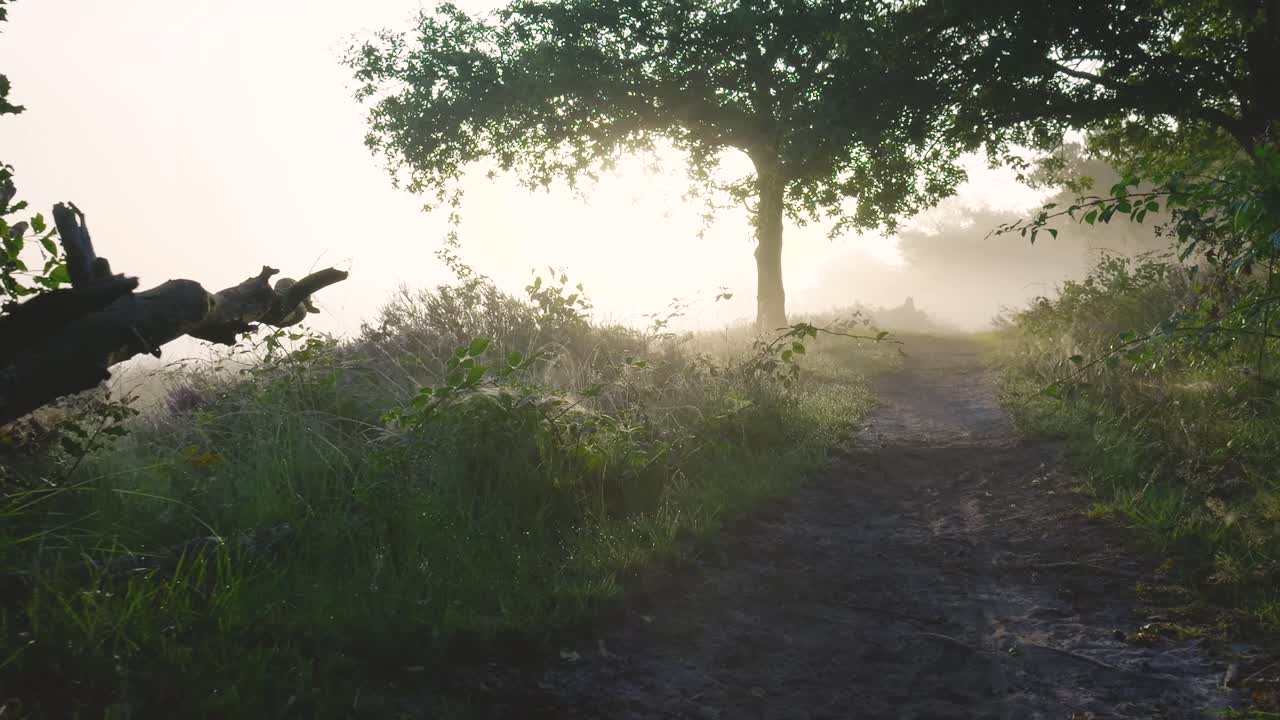 Misty Morning Path with Sun Through Trees