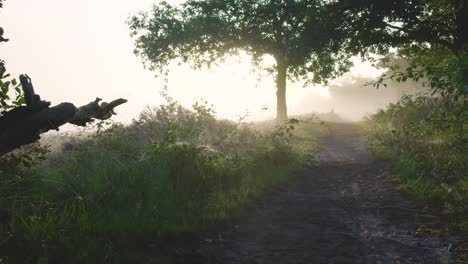 misty morning path with sun through trees