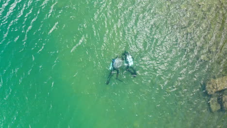 top down aerial drone camera of scuba divers swimming in shallow waters