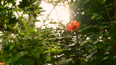 Flor-Roja-Con-Luz-Solar-Brillante