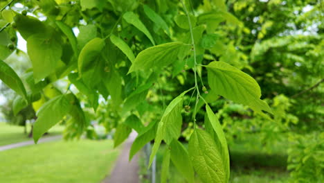 Spring-leaf-in-the-Europe