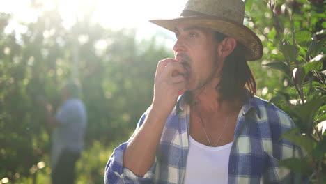 Man enjoys fresh apple in sunlit orchard