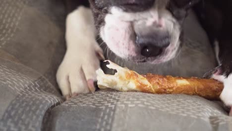 Perro-Acostado-Sobre-Un-Cojín-Masticando-Pet-Tratar-Closeup