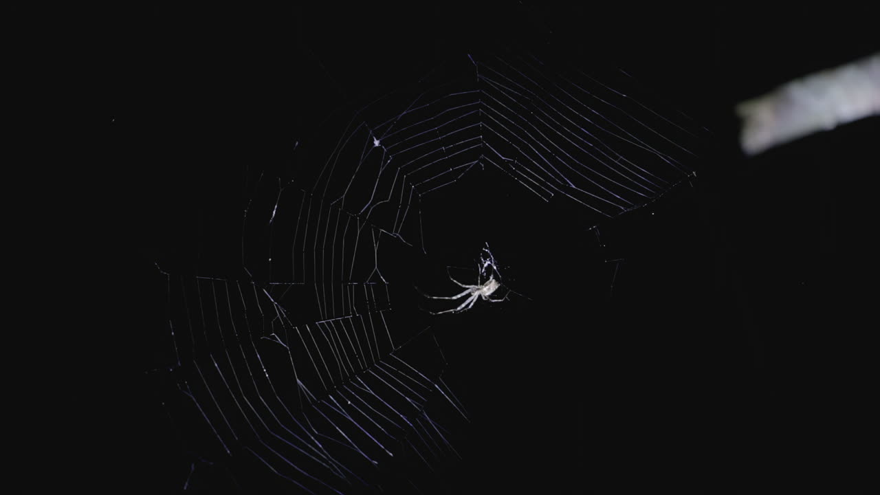 A cave spider spins its web in the dark in Nagarahole Forest, India