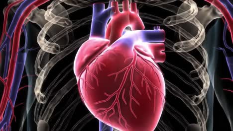 anatomical heart model in detail: exploring the structure, function, and importance of the human heart within the circulatory system and its vital role in human life
