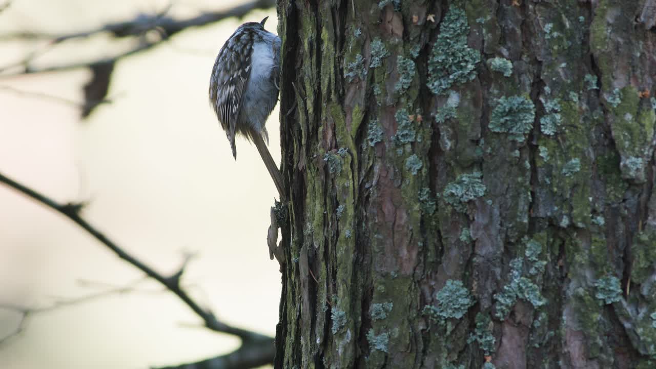 treecreeper pájaro escalada vertical en tronco de árbol corteza alimentación comer