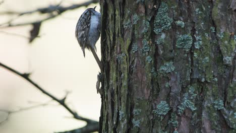 treecreeper bird climbing vertical on tree trunk bark feeding eating