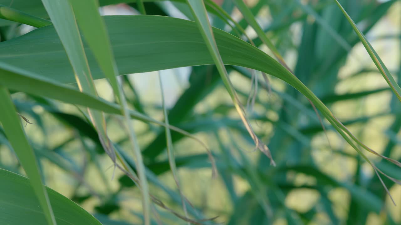 primer plano de las hojas verdes exuberantes