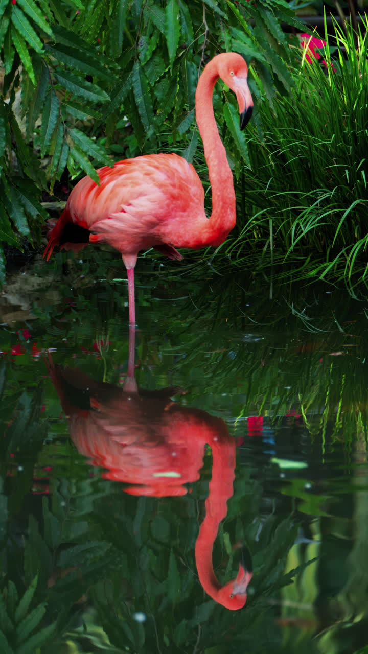 Close up of beautiful, pink flamingo standing in water at a zoo