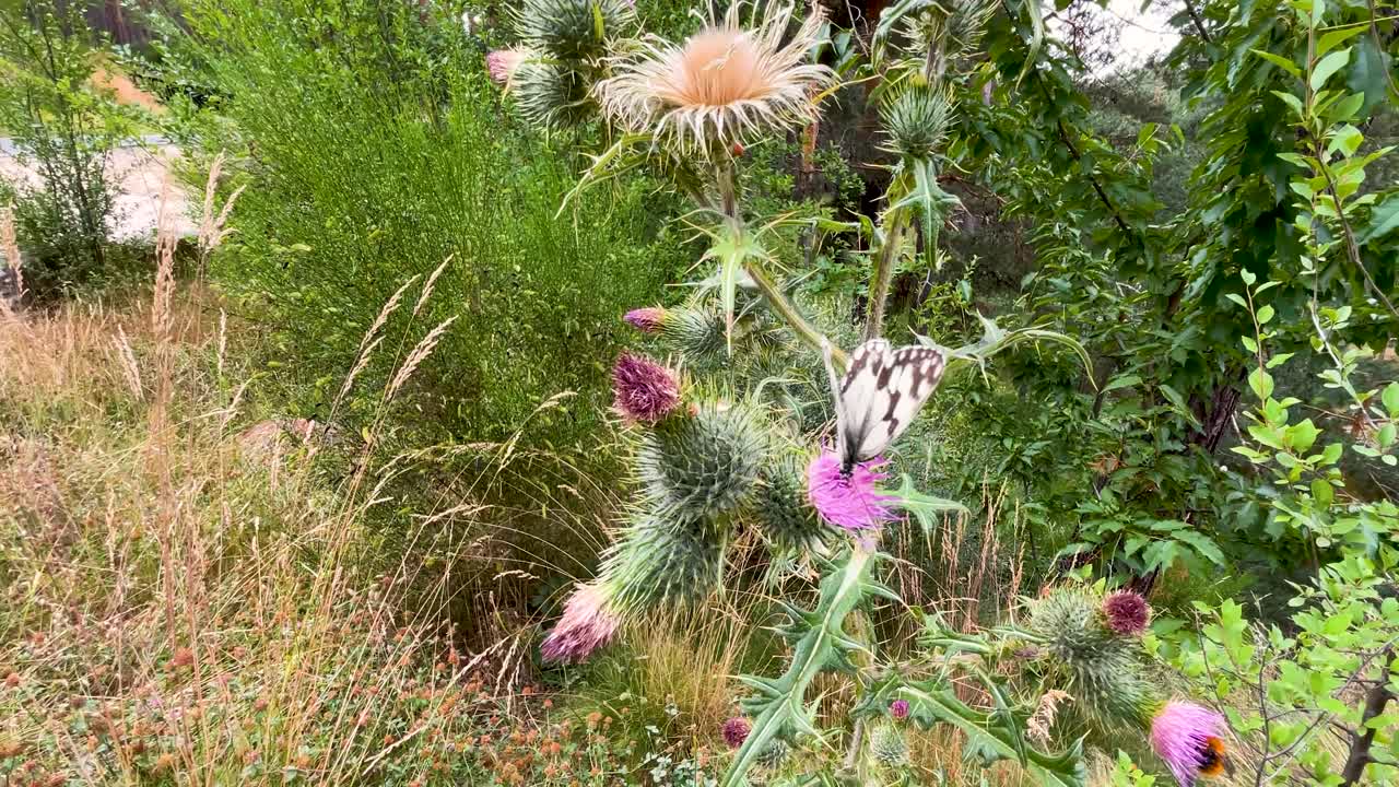 Butterfly on Thistle Flower in a Meadow