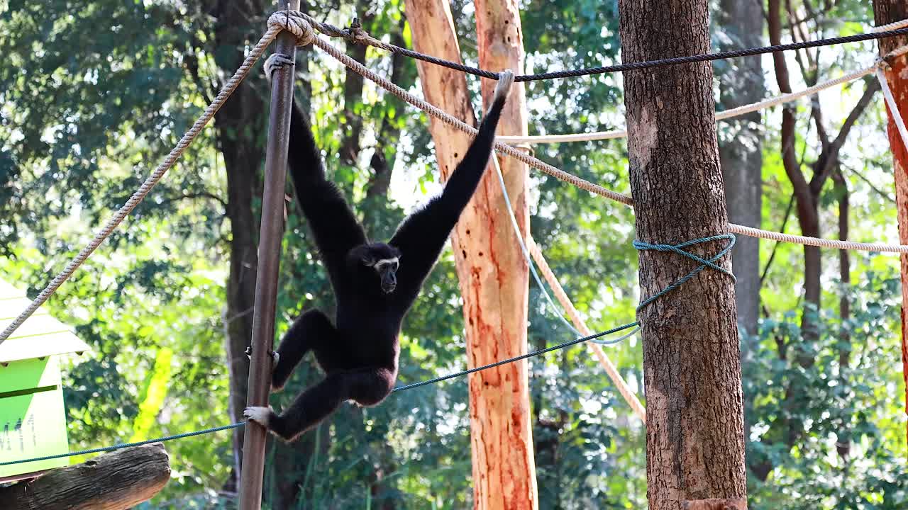 el gibón se balancea con gracia a través de cuerdas y árboles